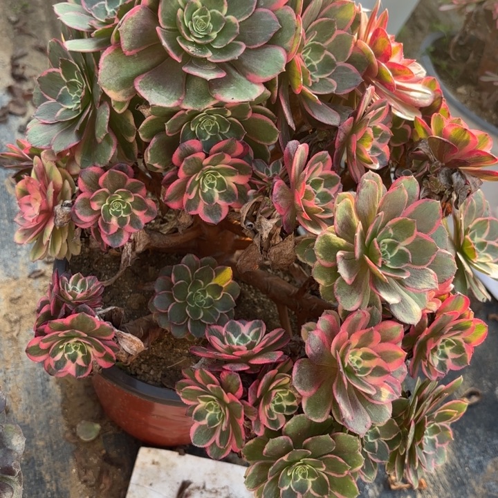 有砍粉花妖多肉不包损18