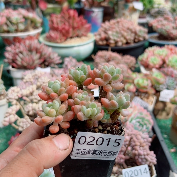 幸运儿的故事也是很