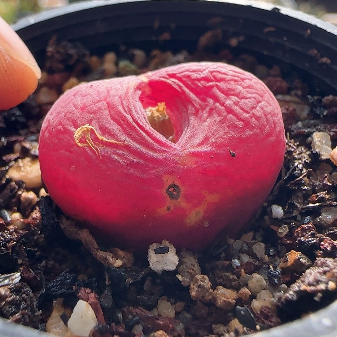 脱土发货哦25355