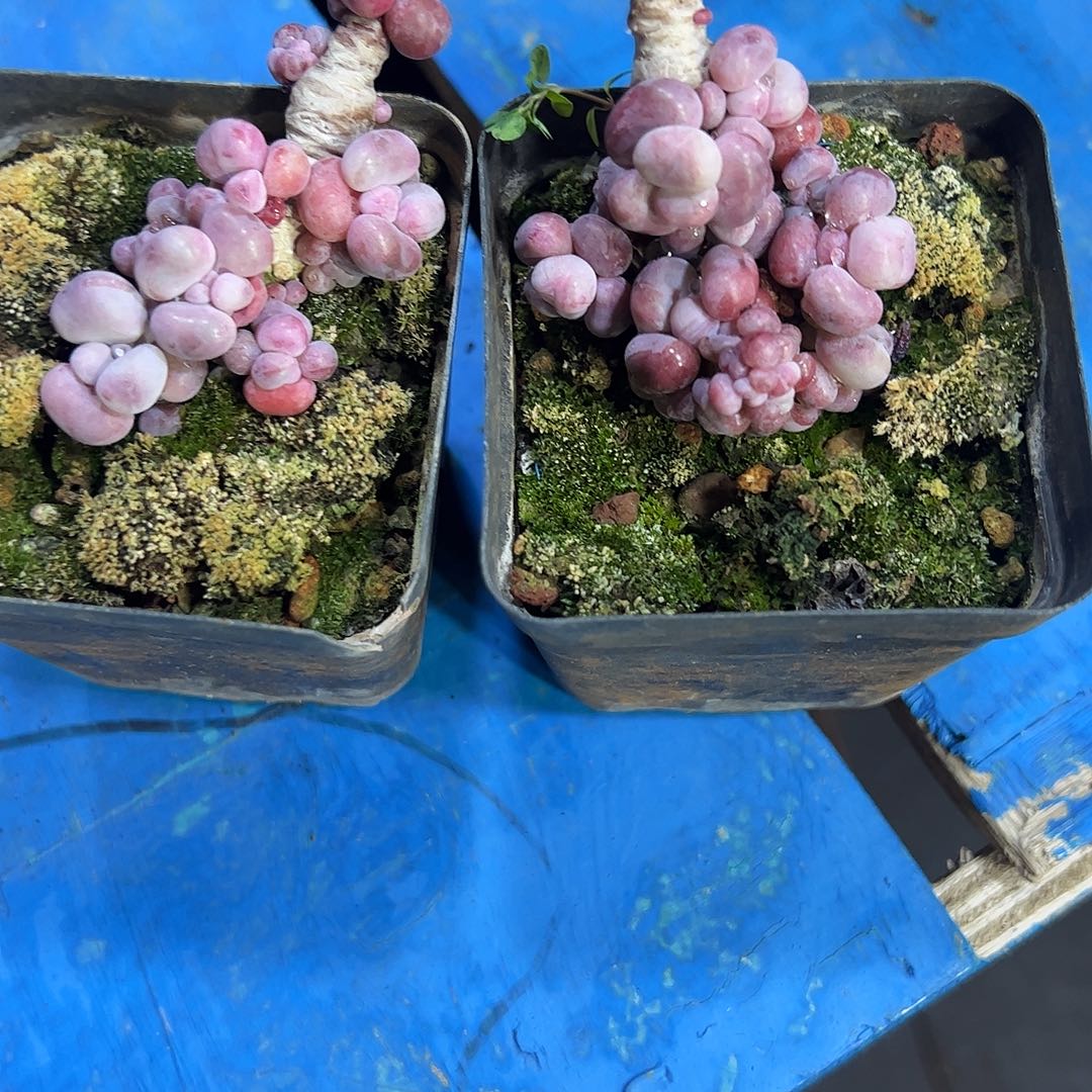 腰子蛋2颗多肉植物