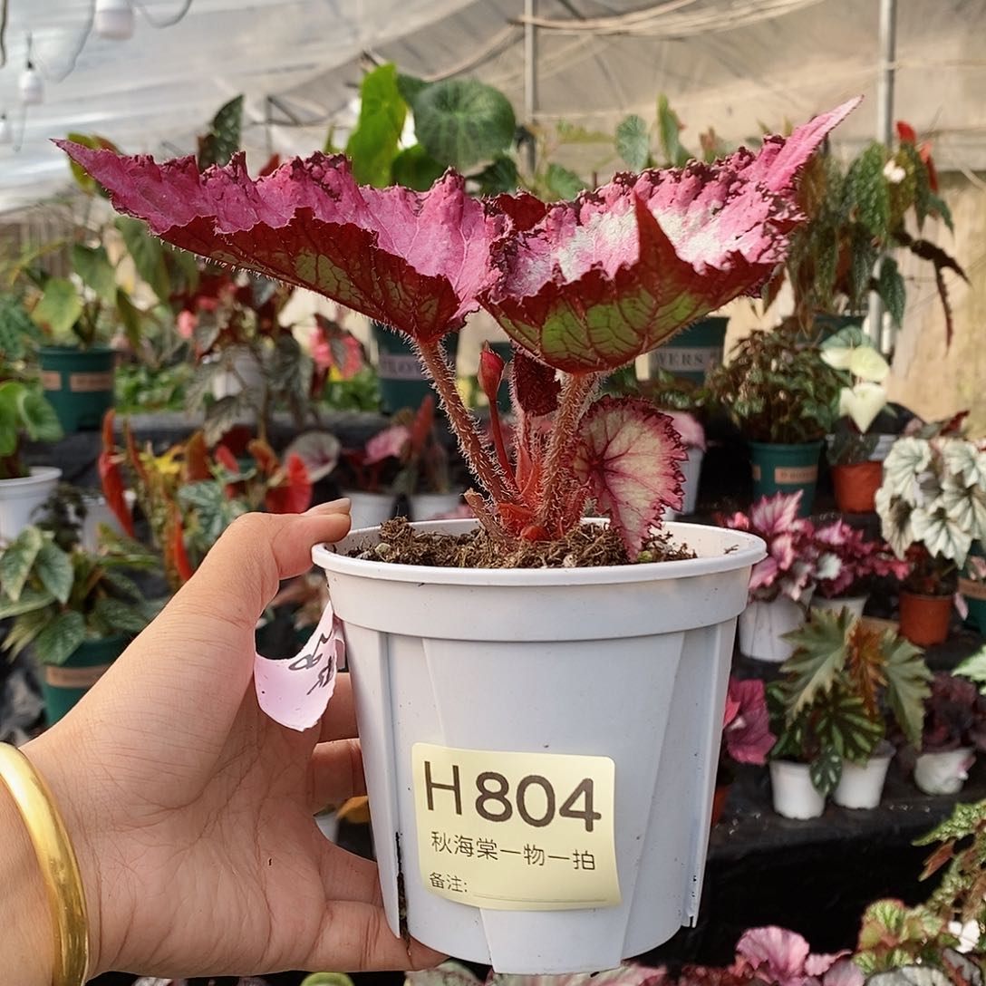 不开花植物ʚ**ɞ秋海棠804