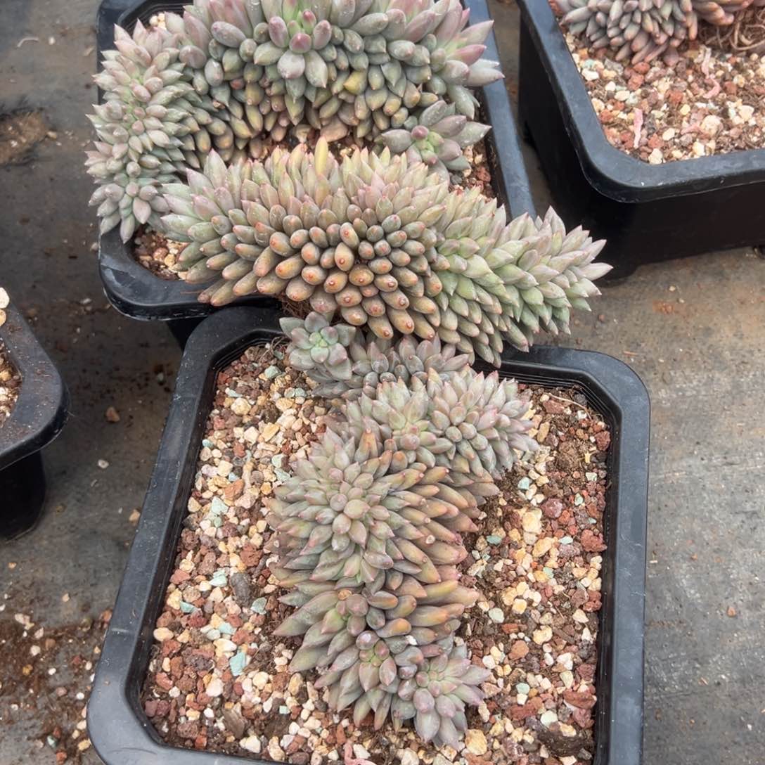 红蜻蜓缀化0000000000