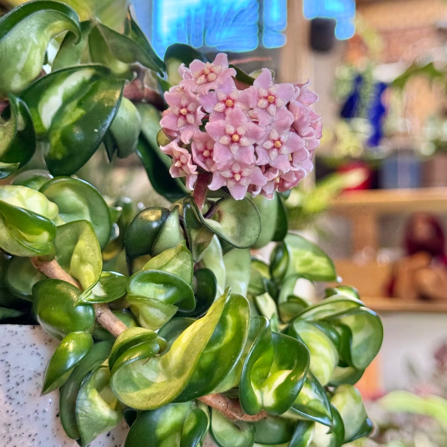 【卷叶锦球兰】卷外卷内珍稀球兰品种锦化开花好看基地种植