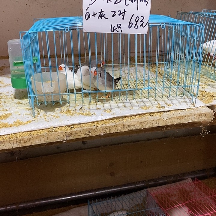 珍珠鸟高*龙白加灰珍珠