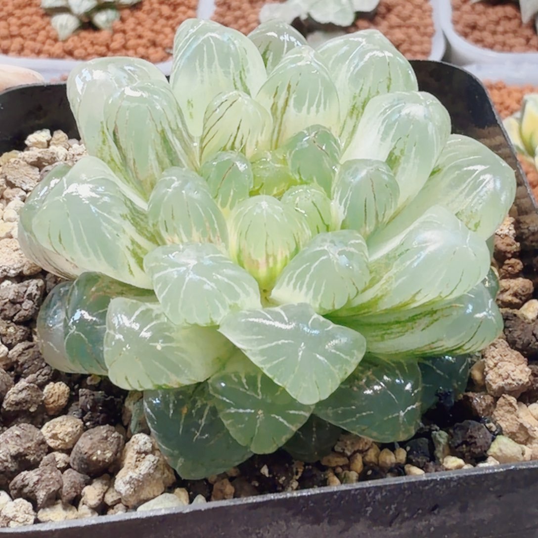 十二卷白糊班实生冰灯锦