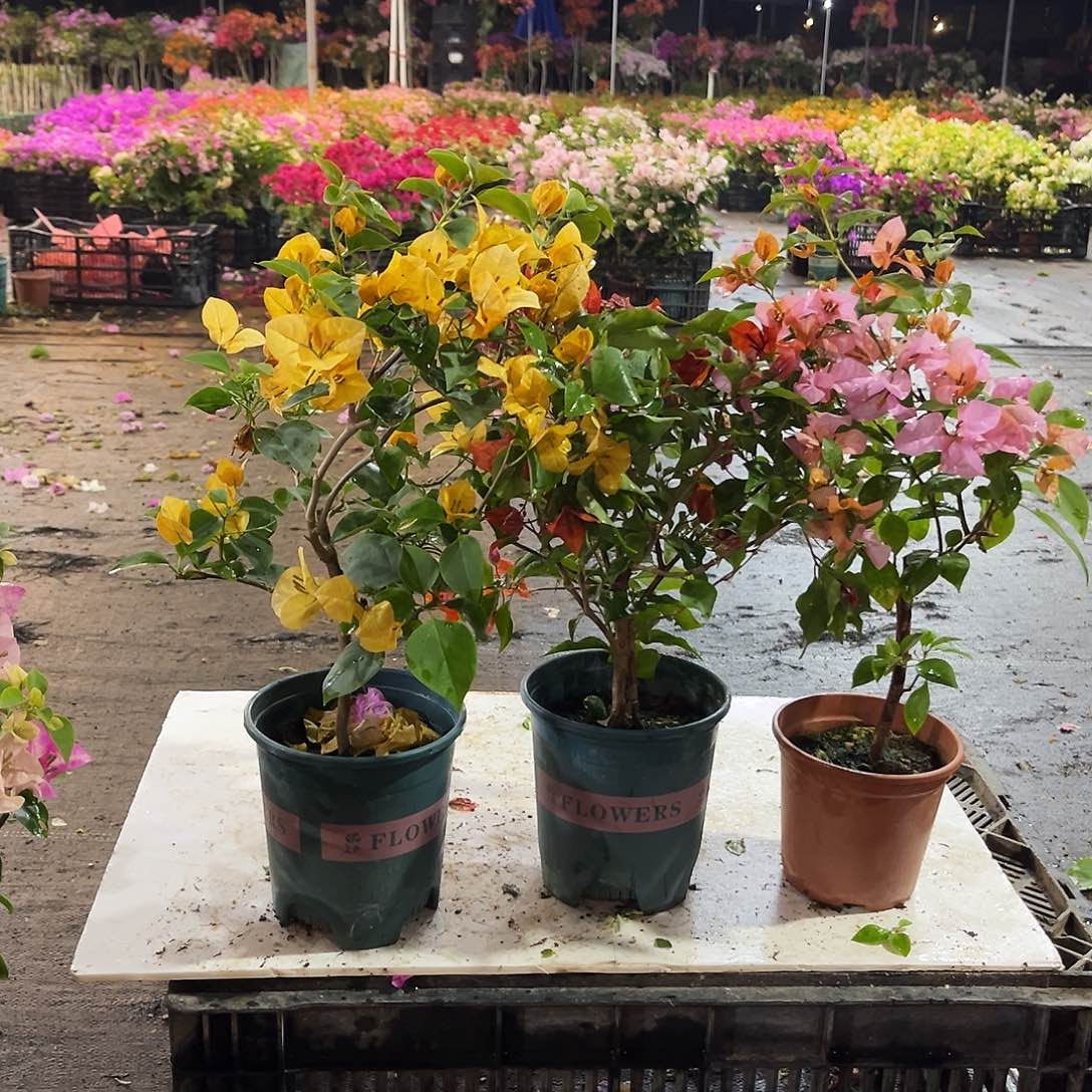 大部分花苞少量开放金色光辉，红桑巴，金发女郎