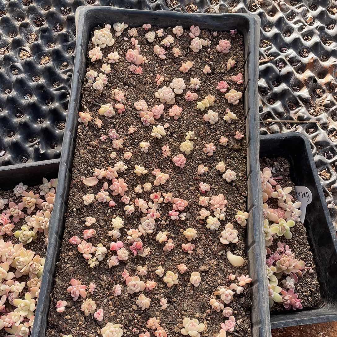 夏***夏387。 定。                