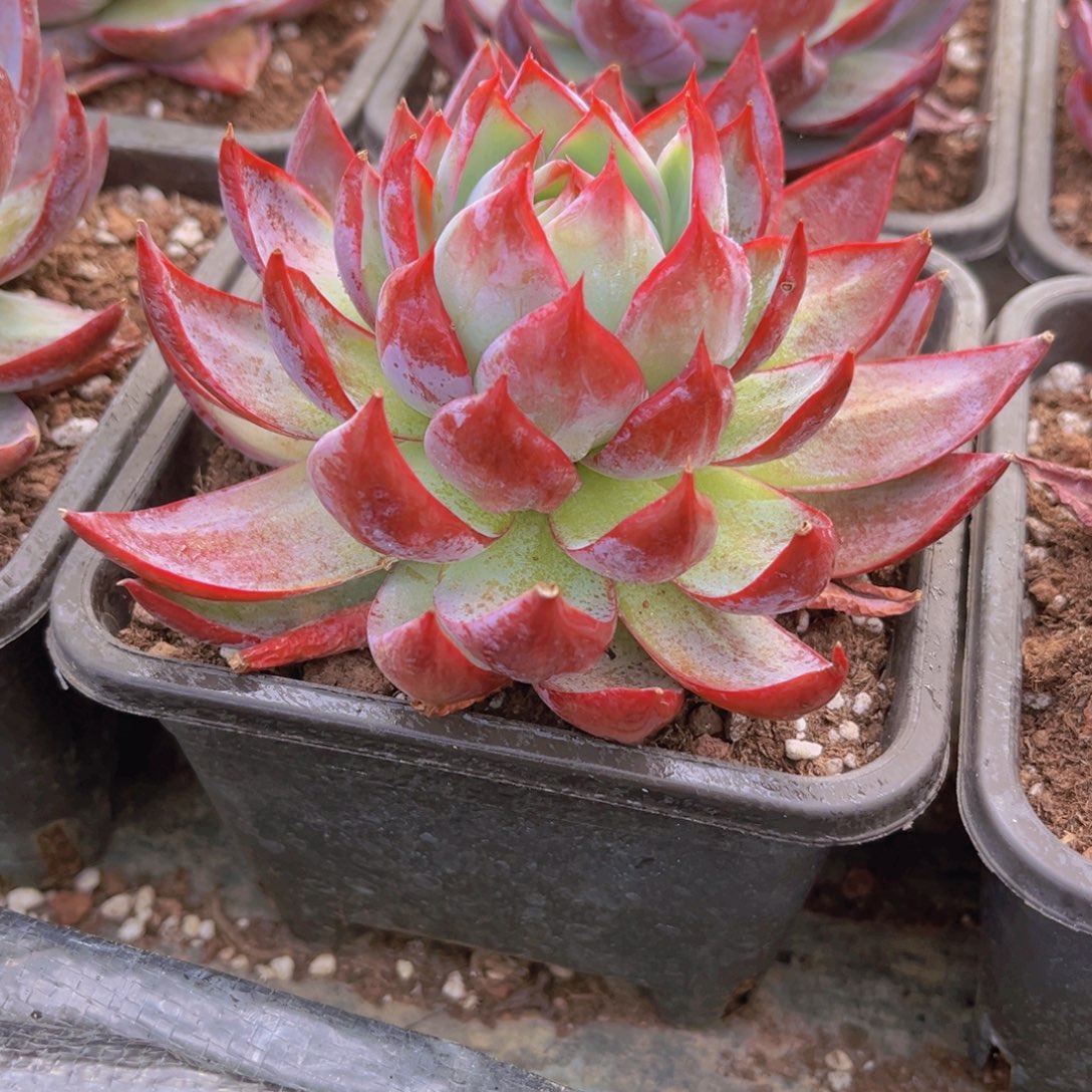 12.5公分惊鸿9999999