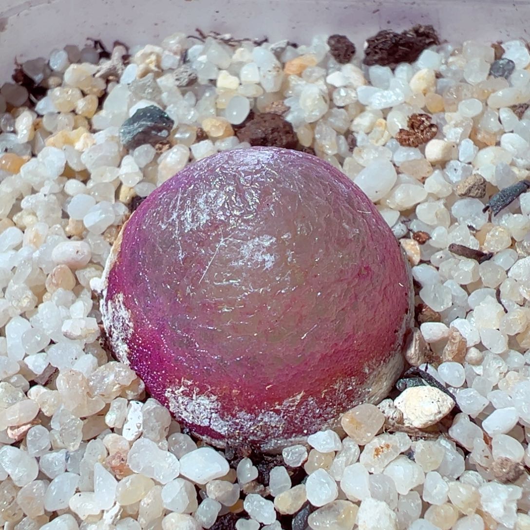 1116-135多肉多肉红灯泡