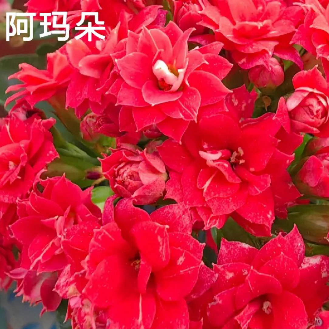 5盆5色重瓣长寿花处理苗，花卉四季开花带花苞，无黑腐不售后