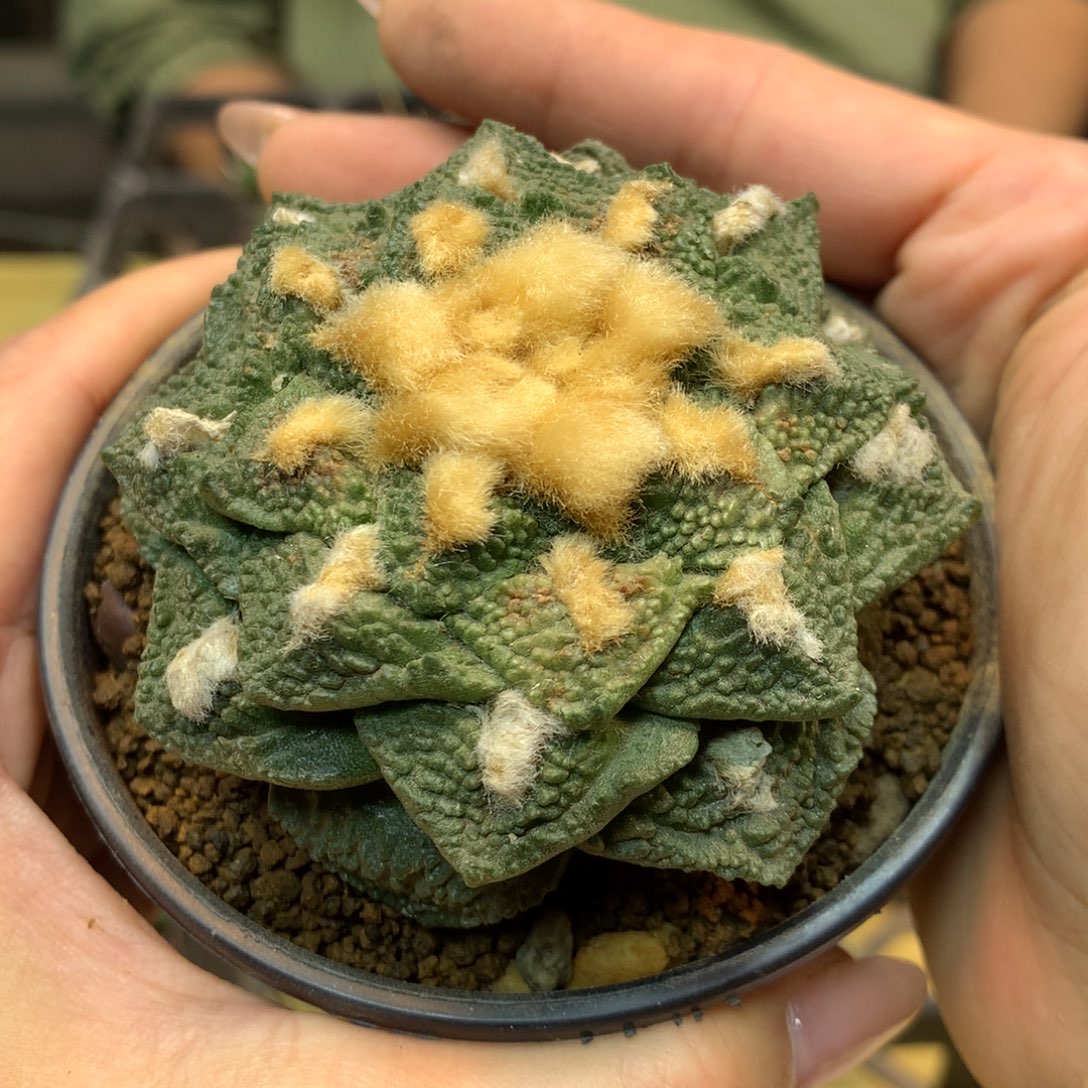        15号  自根 龟甲连山7公分 