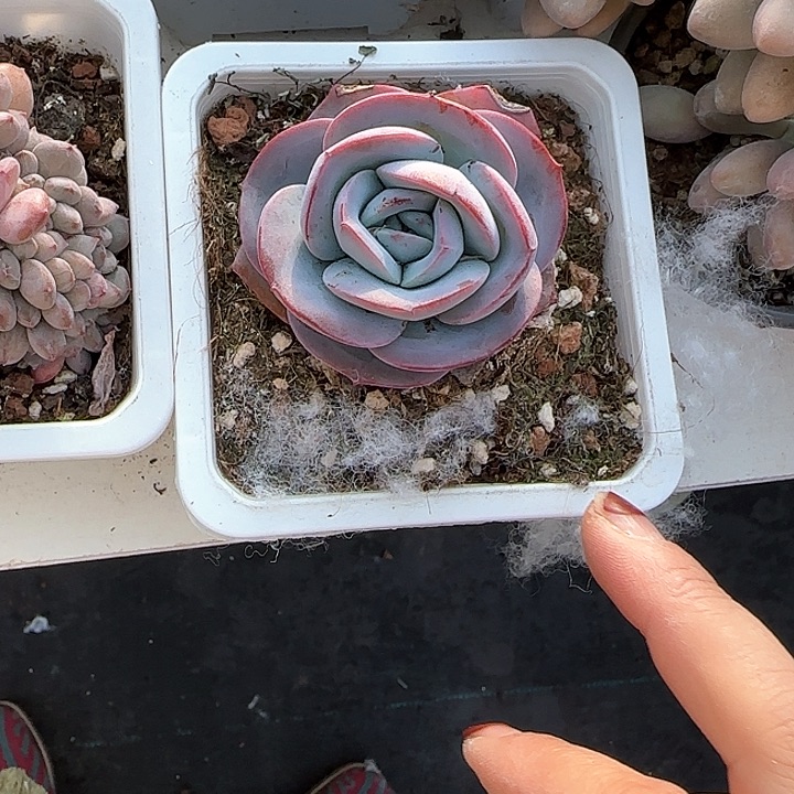 青蛙王子儿童牙膏111