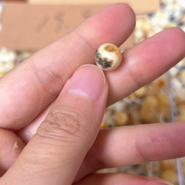 蜜蜡未镶嵌裸石9.6mm一个
