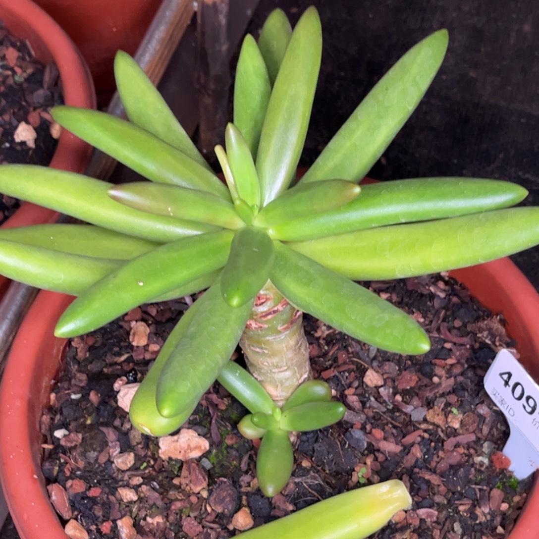 椰子树多肉植物409