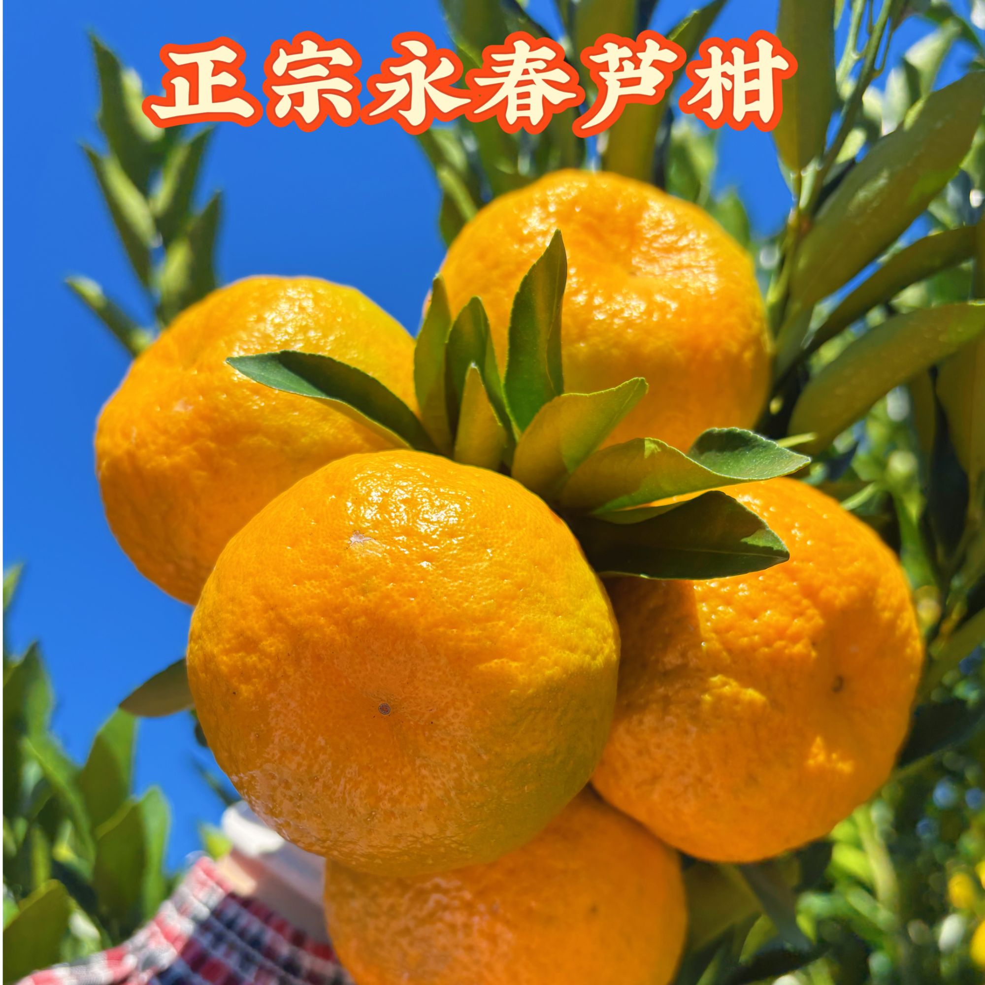 福建正宗永春芦柑产地直采包邮到家