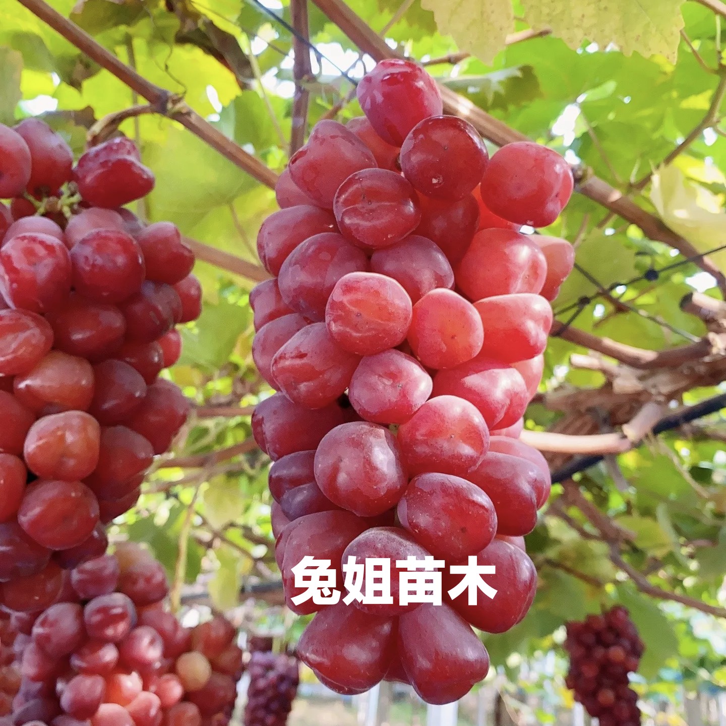 浪漫红颜  贝达砧木  嫁接苗     （一年苗）