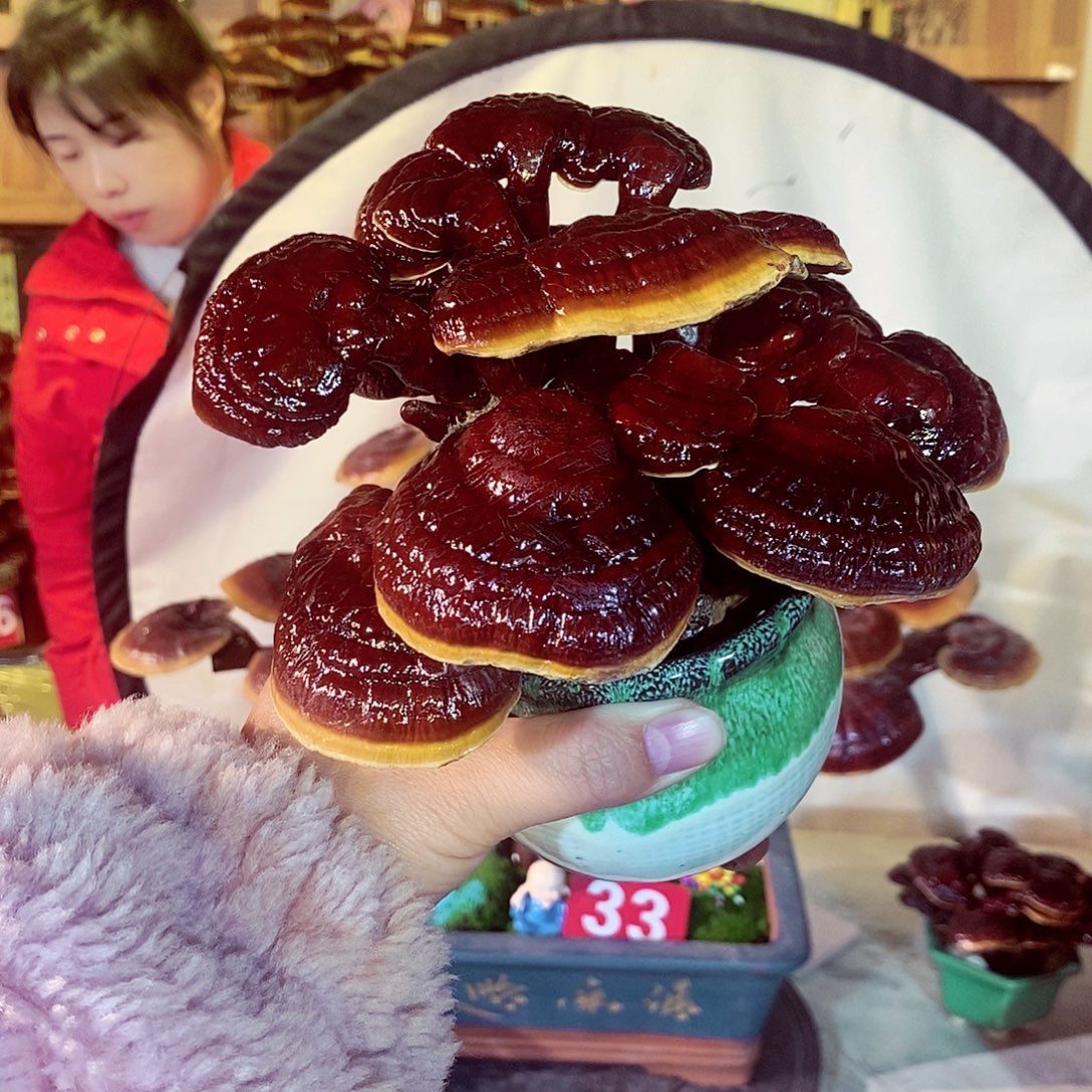 1***6无花朵发财树发财树发财树