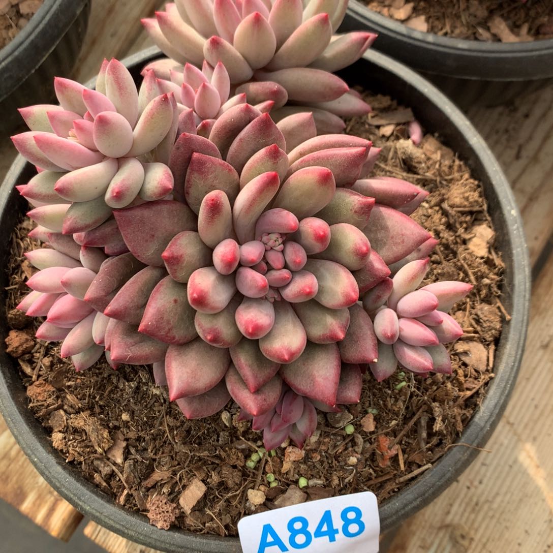 木***姐A848多肉售后范围：签收起7天内，录开箱视频