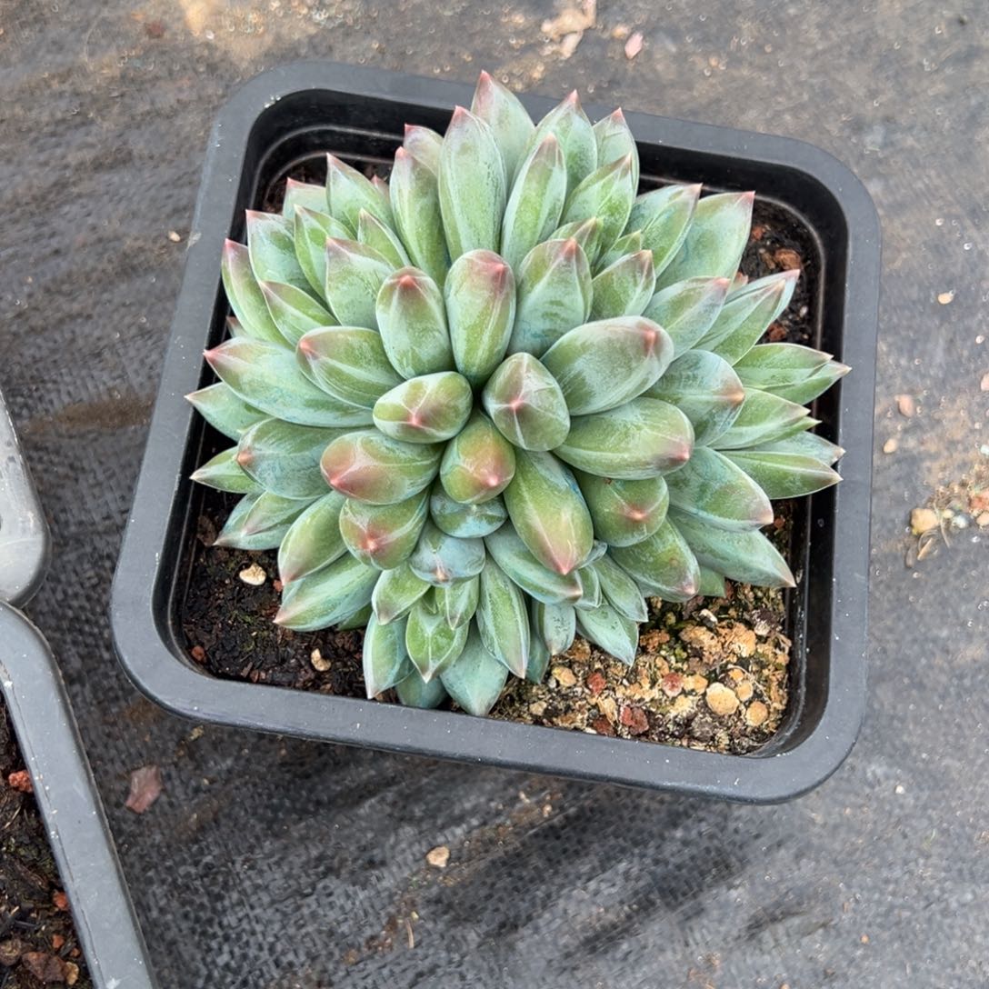 欣***明重楼多肉一物一拍美人