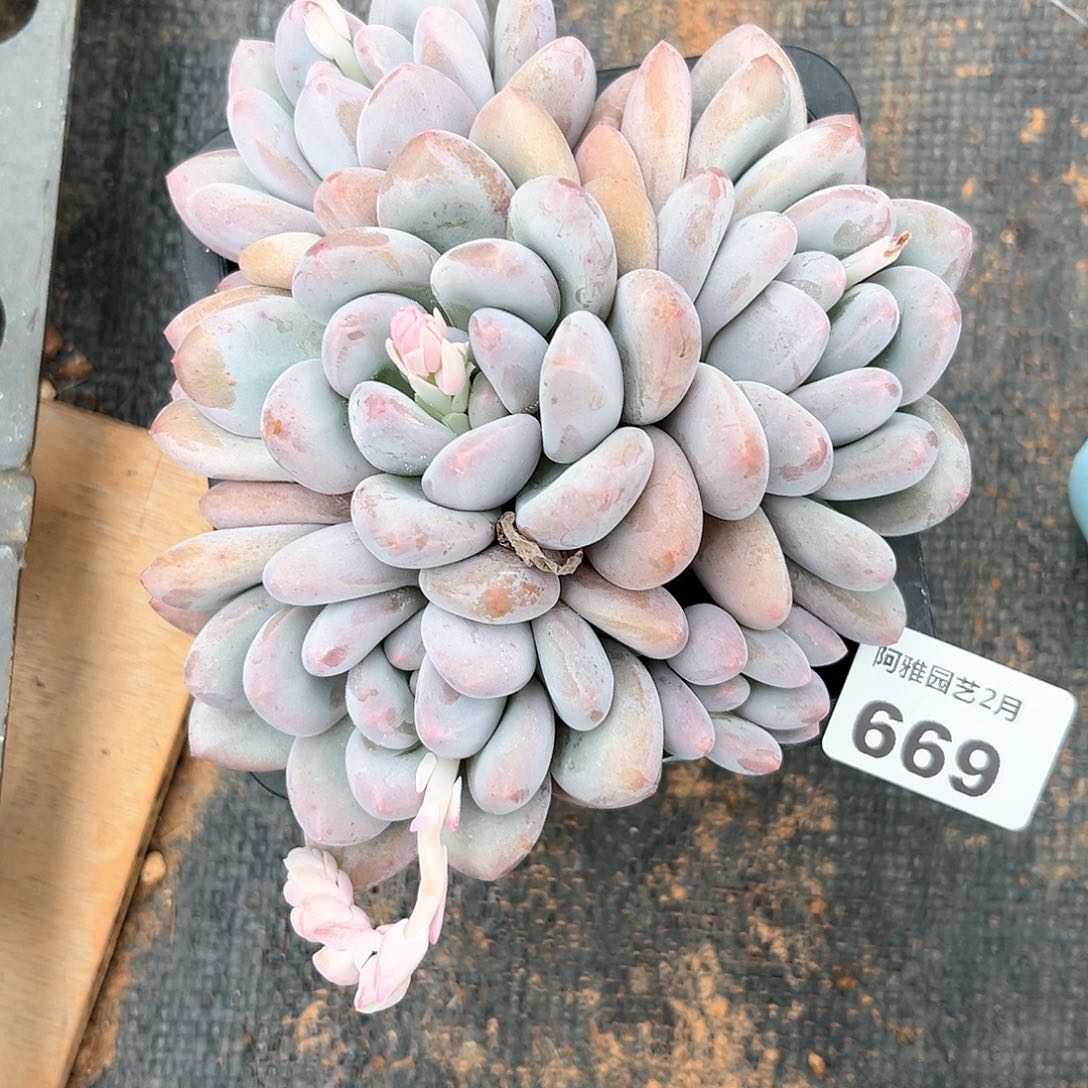 阿雅园艺。      669