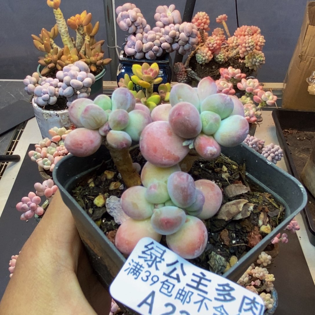 238苹果奶一代多肉5cm