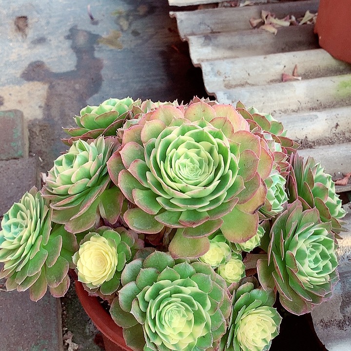 海王捧花，多肉植物