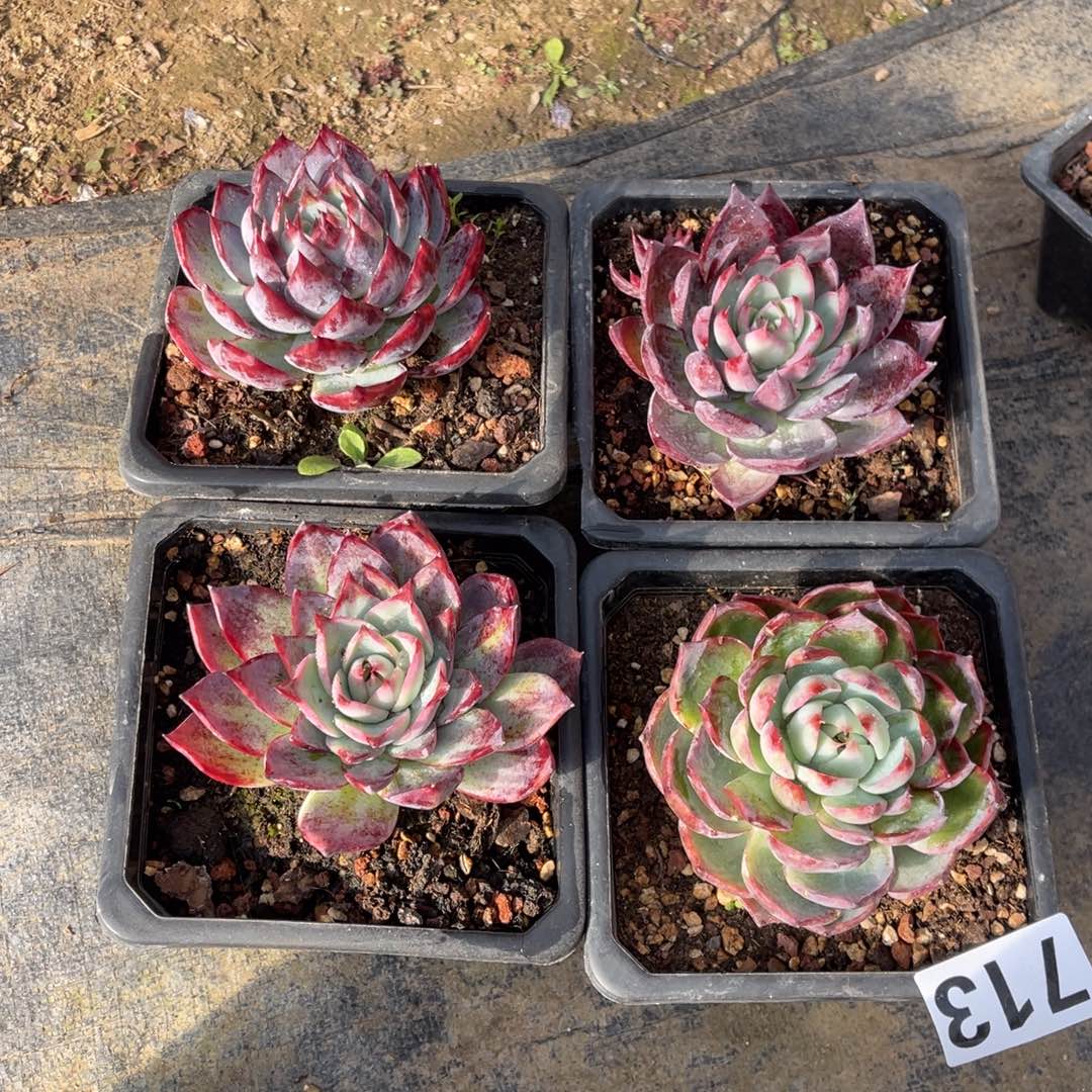 憨***号14556999908880。 99968