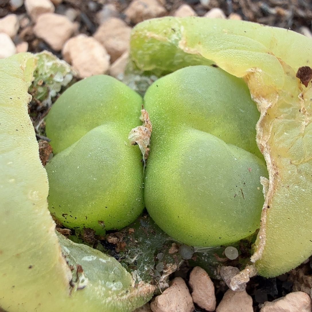 3.14.45/Ef534大王拉登6.5年份