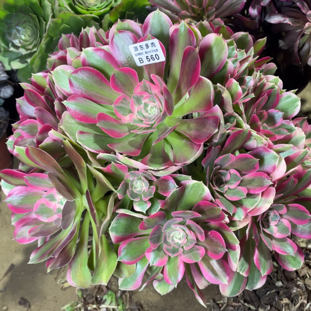 560妖月多肉法师断枝不包