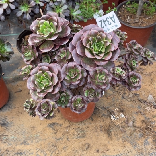 342枚金玫瑰不包断枝