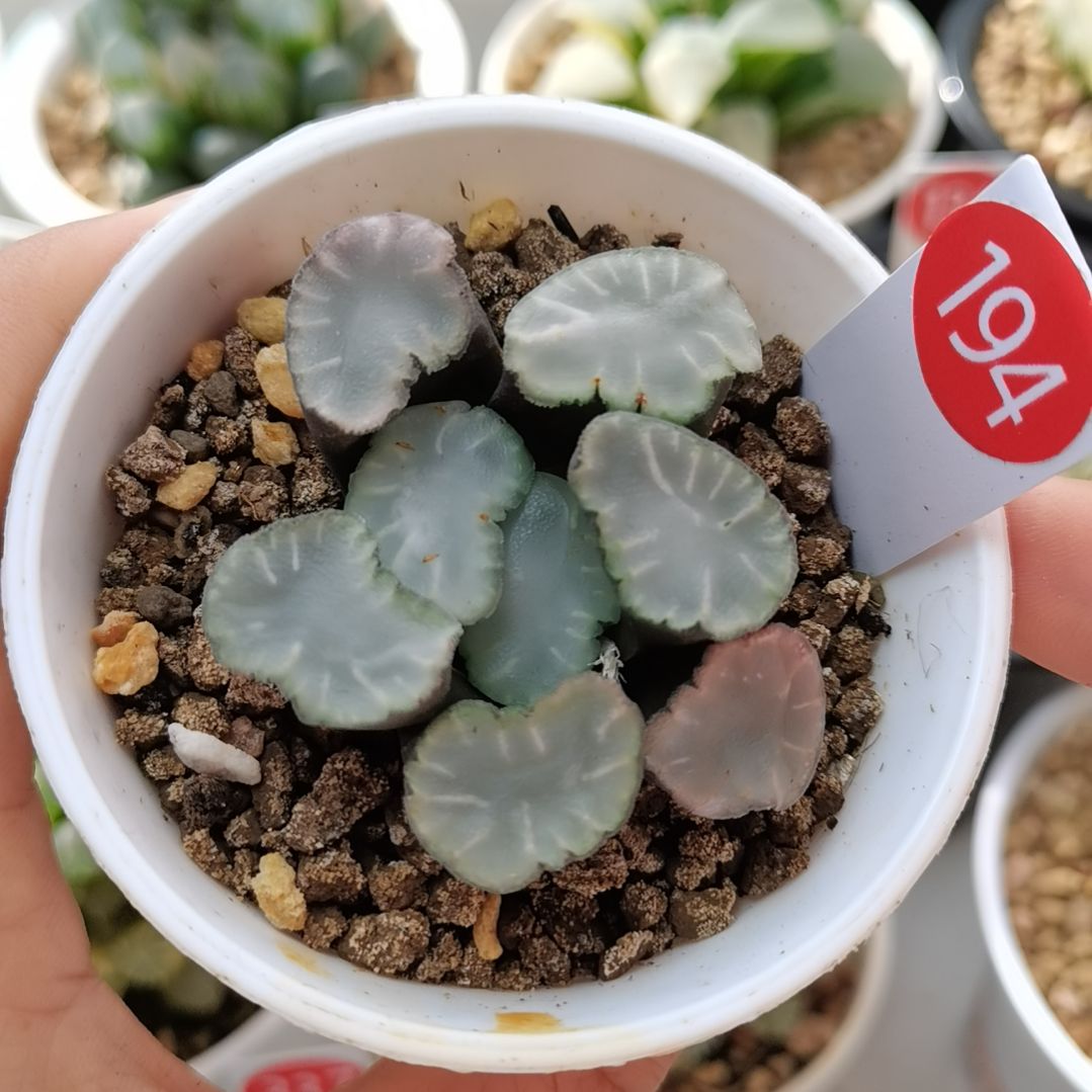 194号盐湖城万象一物一拍带盆土发货