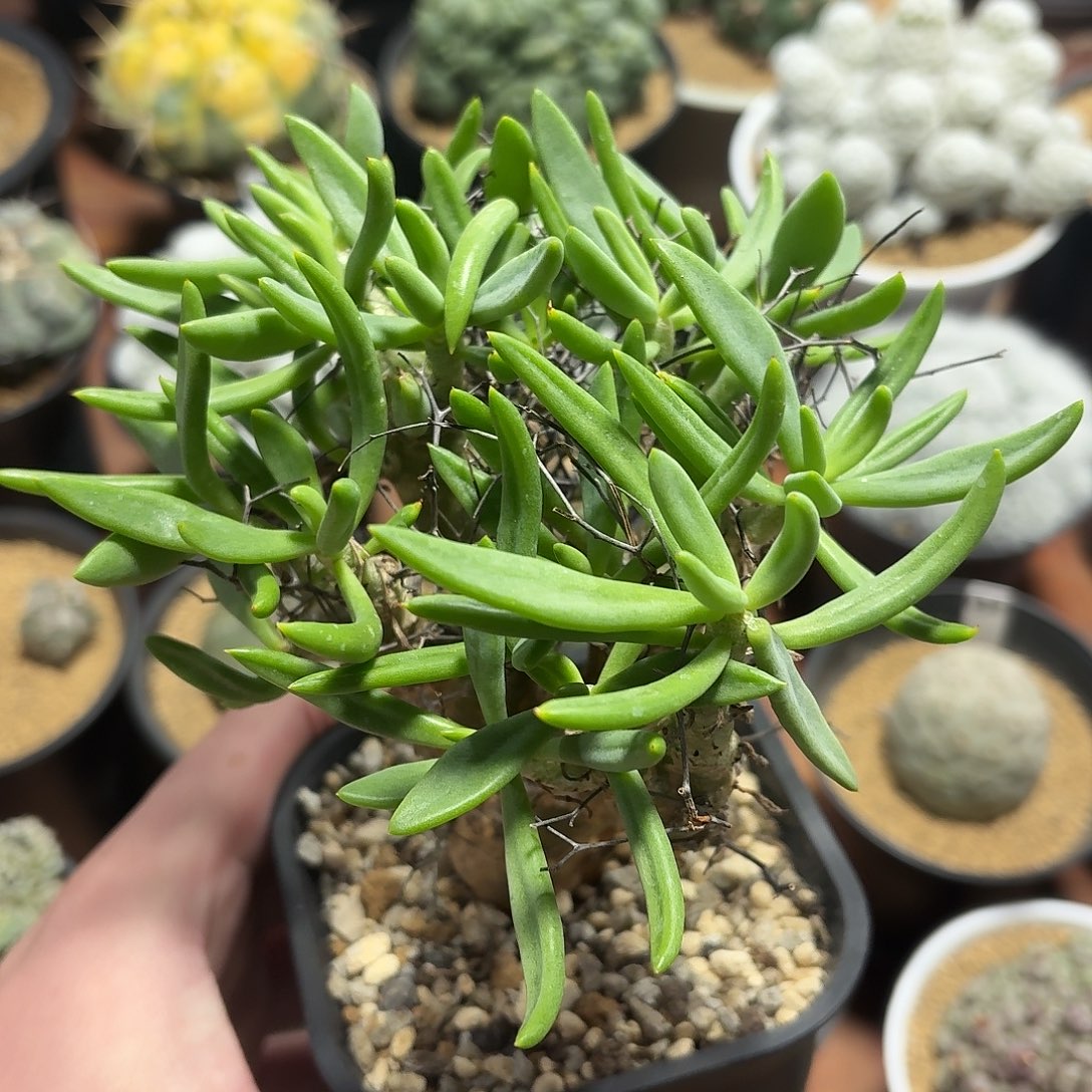 小***瓜仙人球开花好看123456