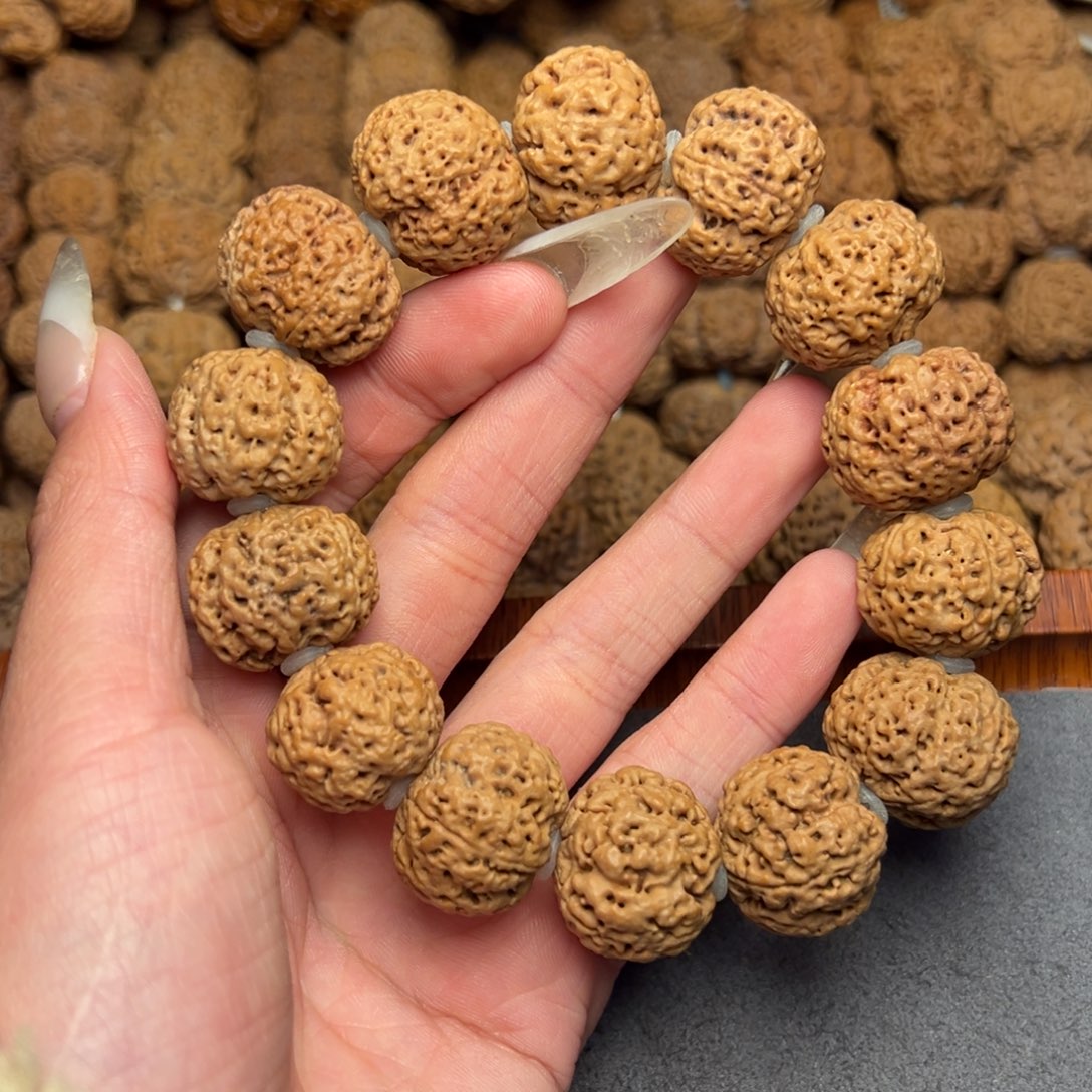 菩提2号尼泊尔大金刚21蜂王