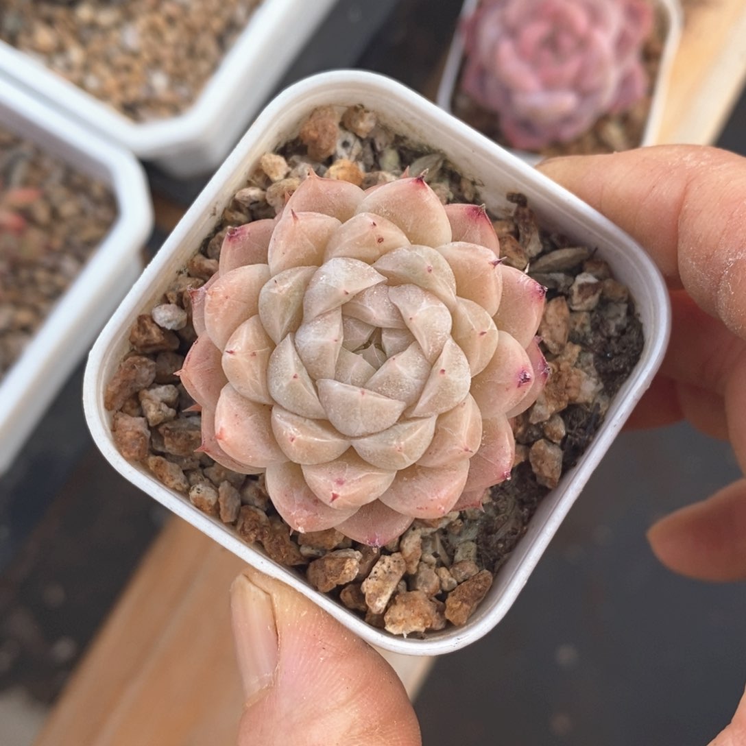 精品多肉一物一拍不包整56