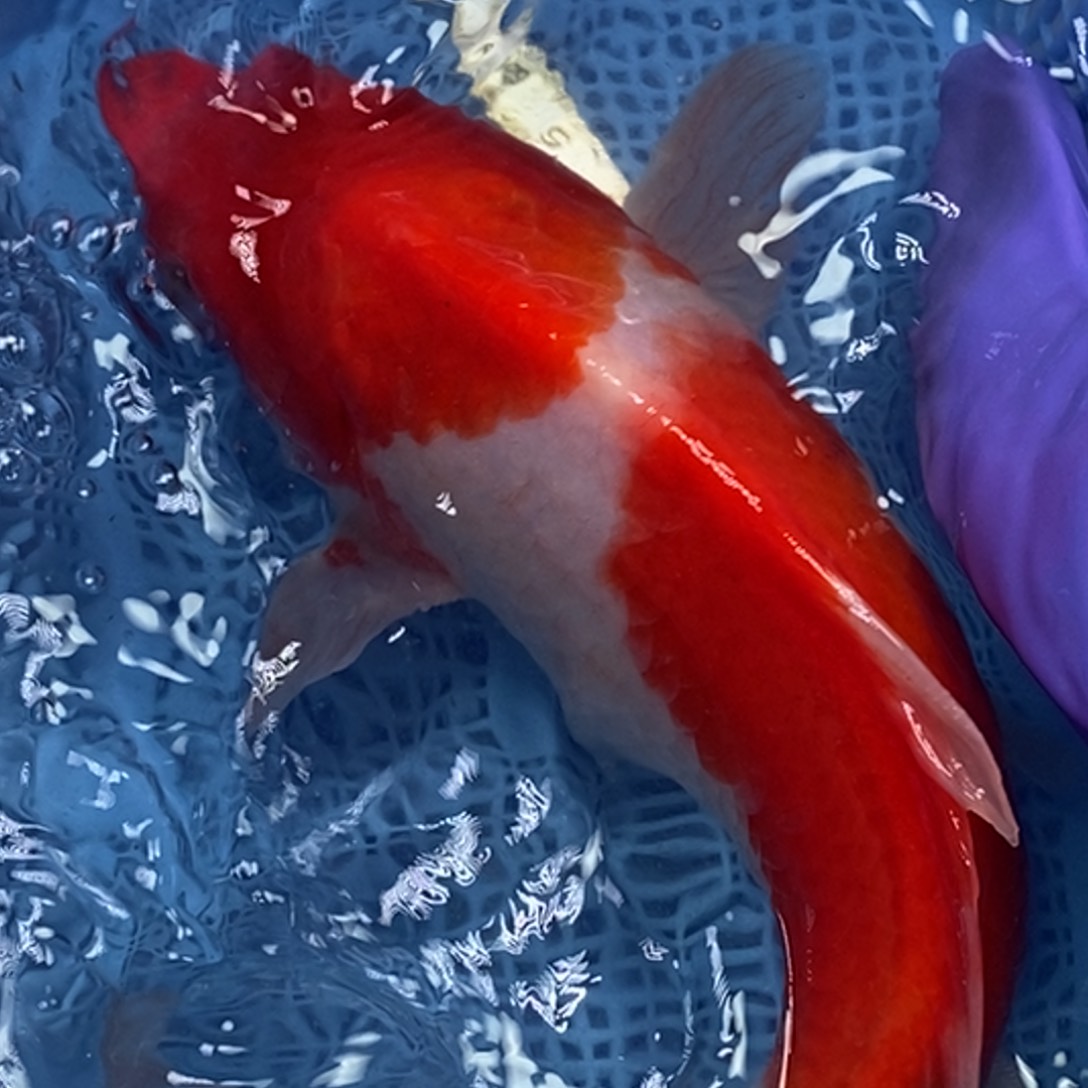 锦鲤冷水锦鲤包邮