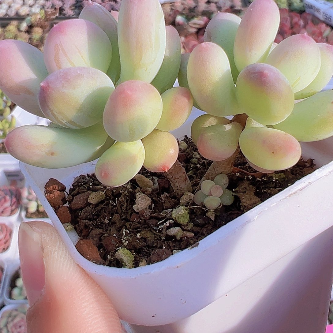 苹果奶19包邮多肉植物