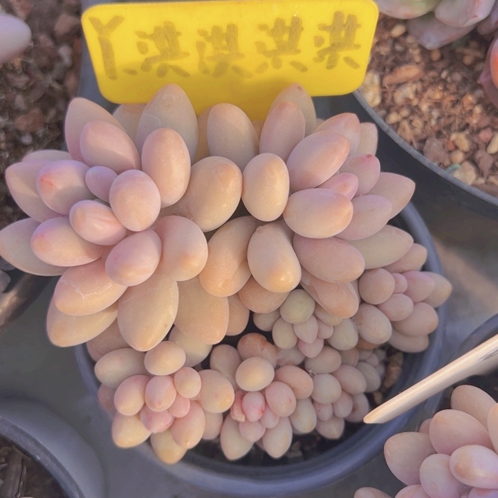 健健康康平平安安