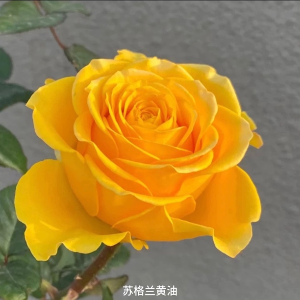 【苏格兰黄油】黄色大花勤花切花扦插盆栽月季！