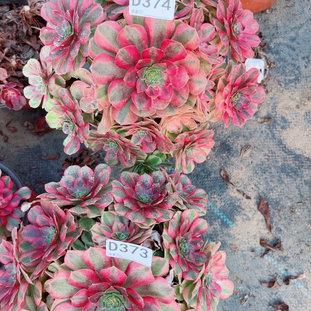  374雨荷多肉植物法师多肉