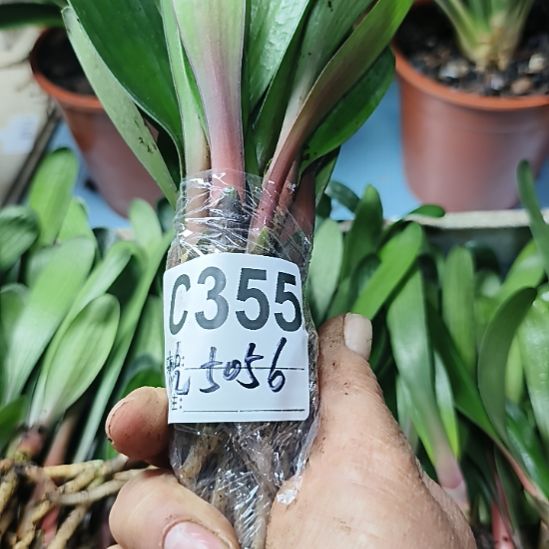 G***州完全开放 5555555555