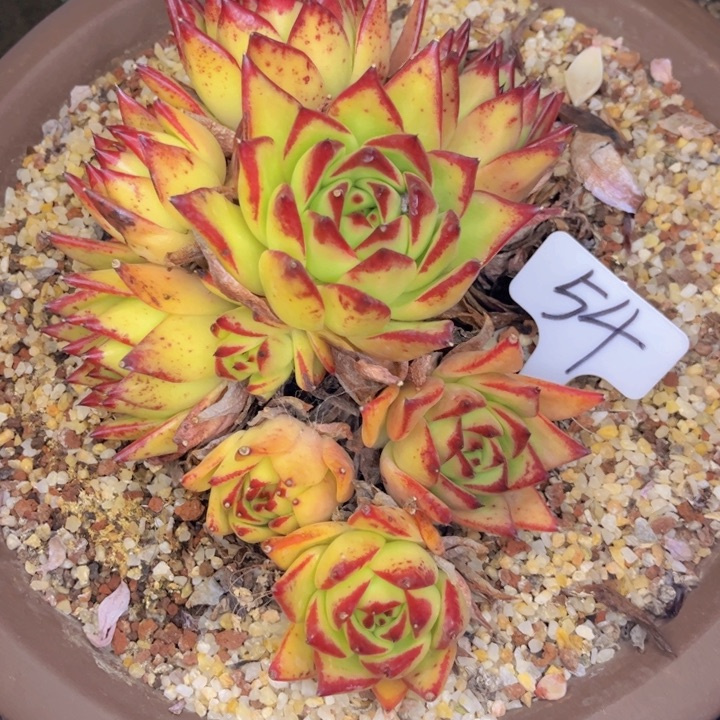 友家多肉一物一拍54