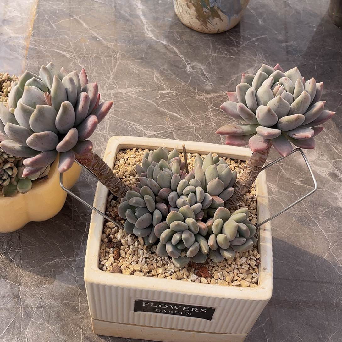 胖美人多肉多肉多肉