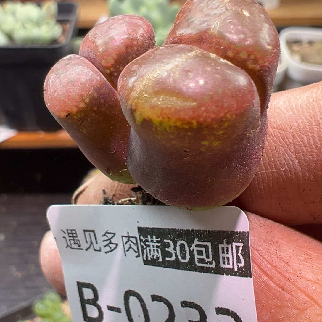 多肉植物111111111111