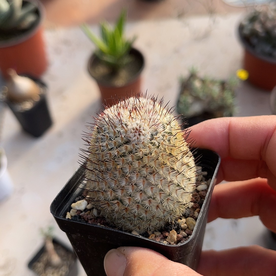 直刺佩雷一物一拍