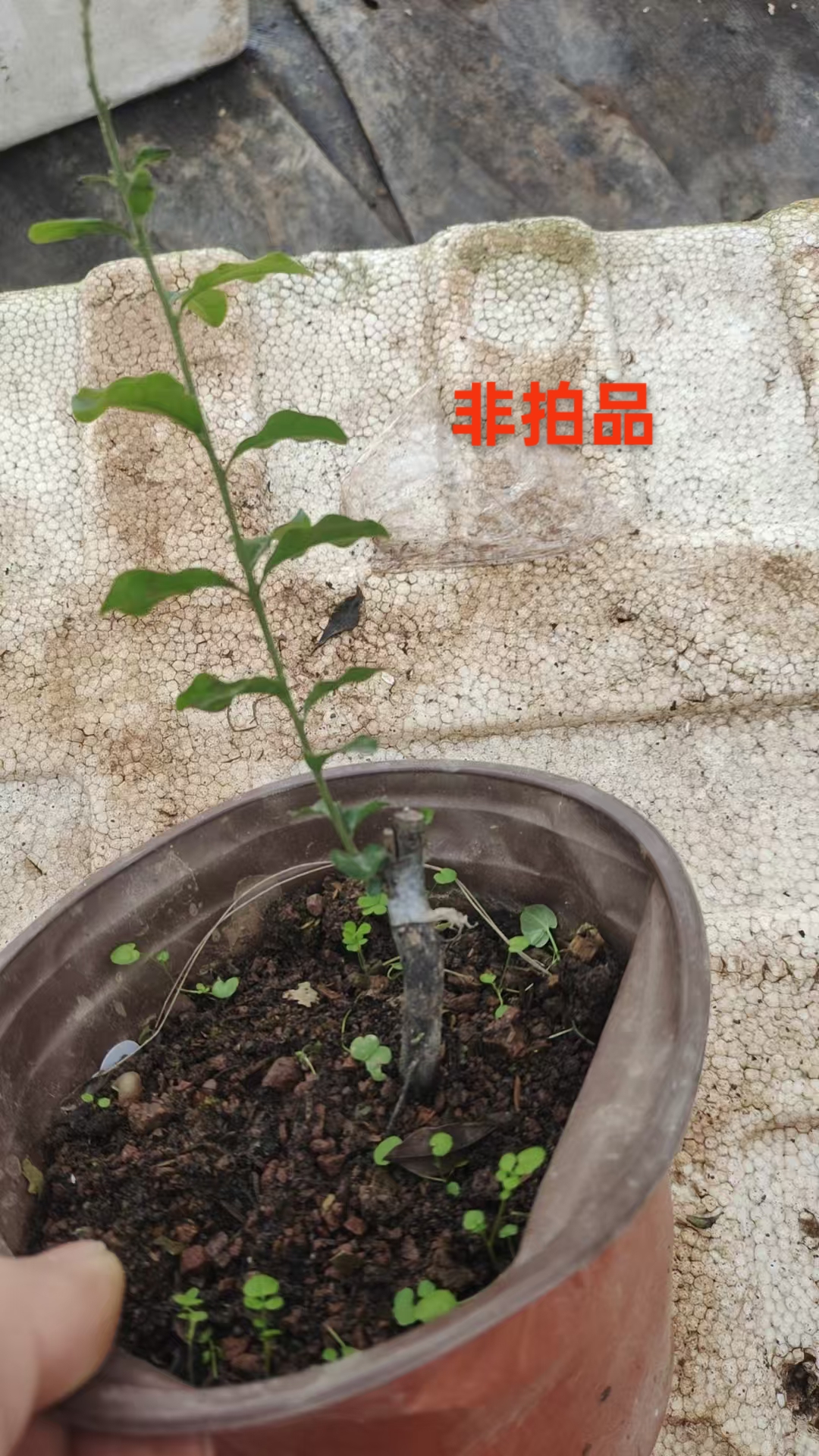 金弹子直播间一物一拍专享链接