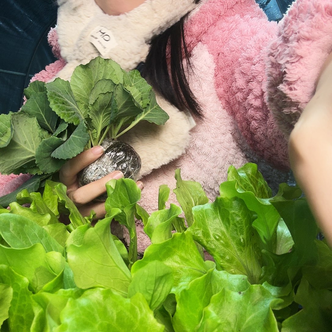 绿孔雀菜种子种1袋