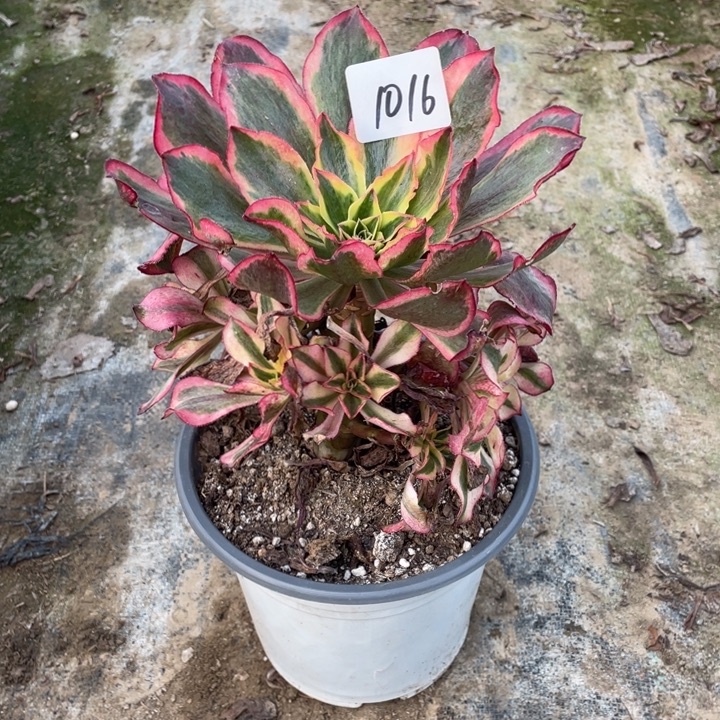 法师植物魅影法师1016