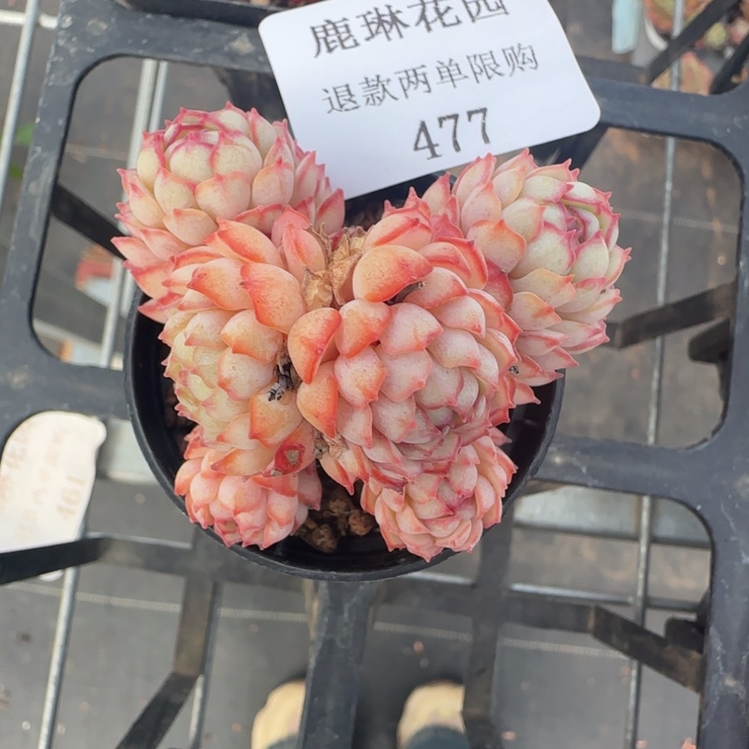 多肉很小看清楚下单拒绝非品质售后477