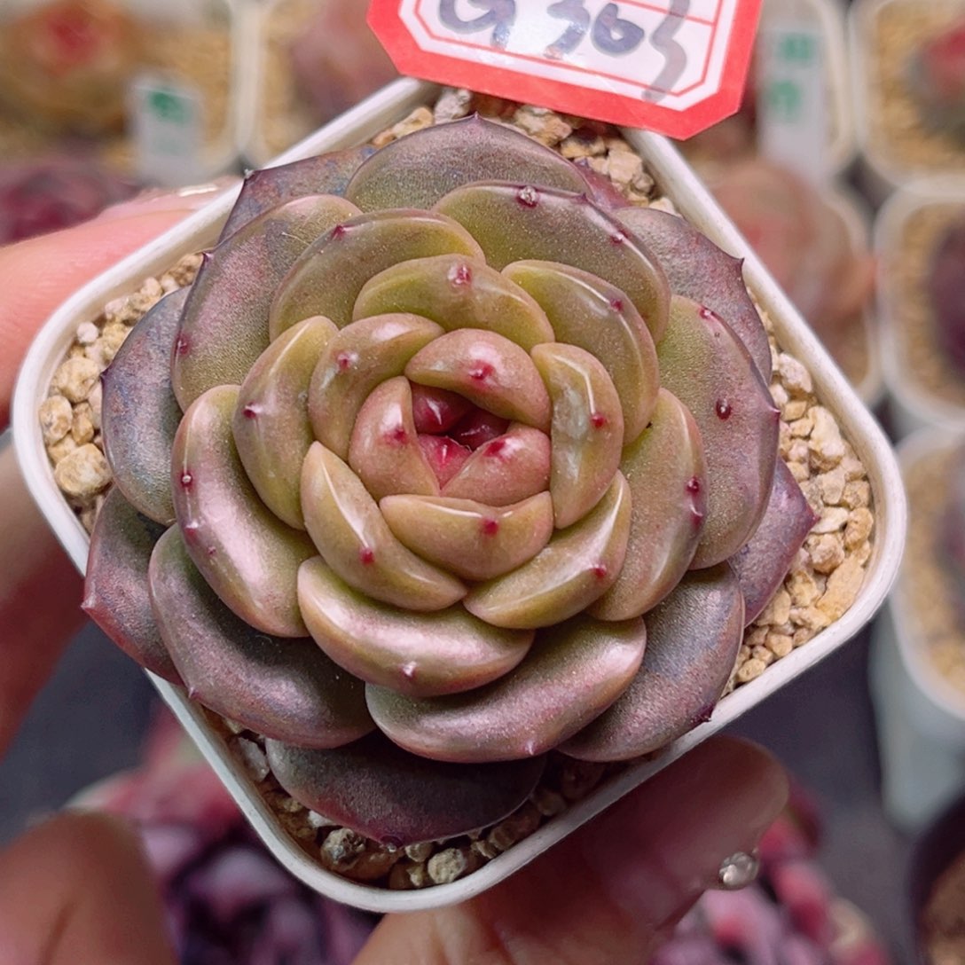 G303 巧乐兹一物一拍