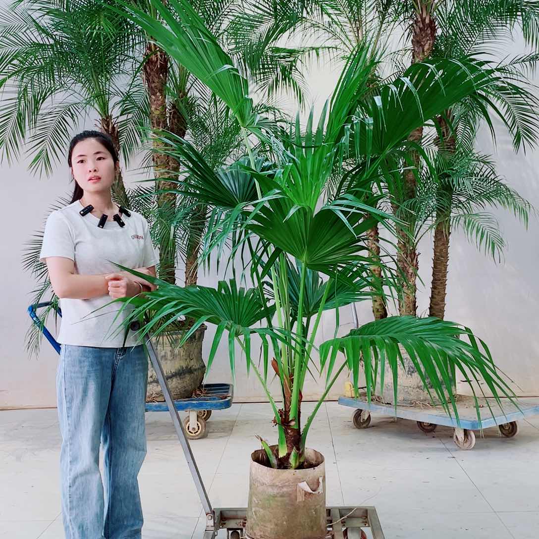 无花朵晨988888889